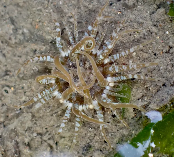 Genus Anthopleura; maybe hermaphroditica