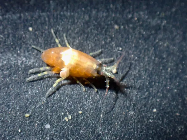 amphipod