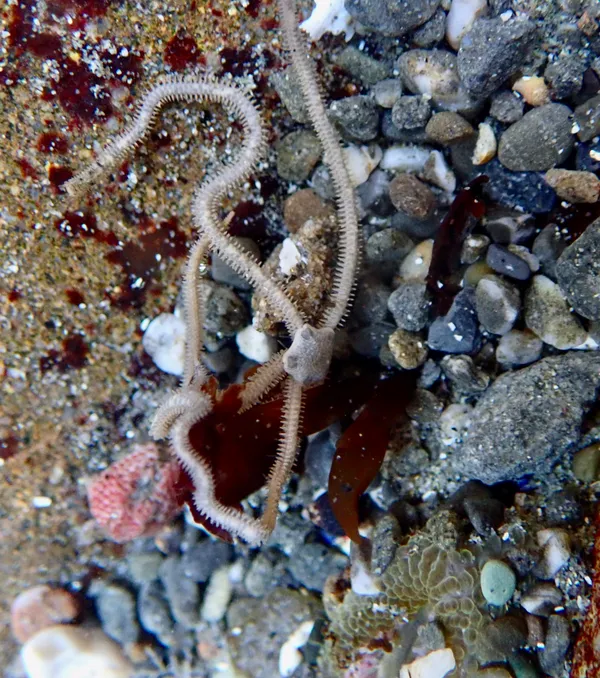 Amphiodia occidentalis