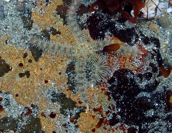 Ophiothrix spiculata