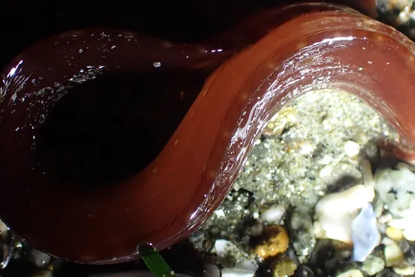 Apodichthys flavidus; thanks to Z. Wheeler for ID