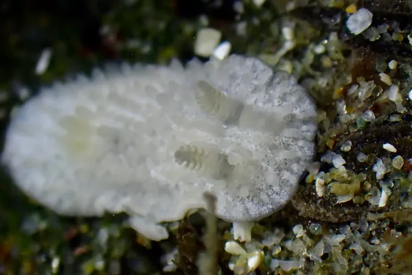 Diaphorodoris lirulatocauda