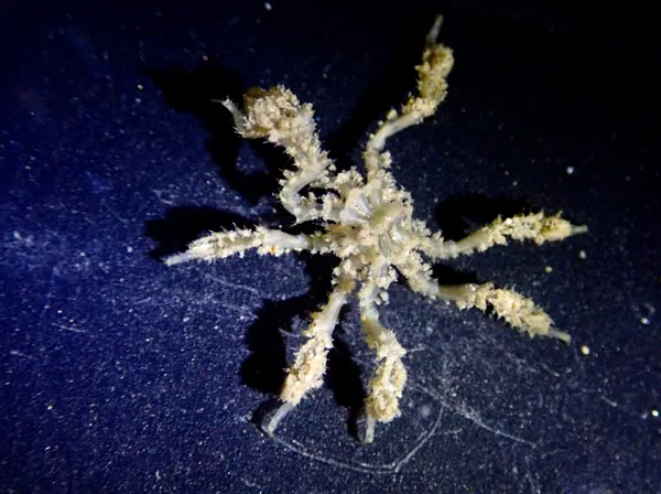 Nymphopsis spinosissimum (maybe)