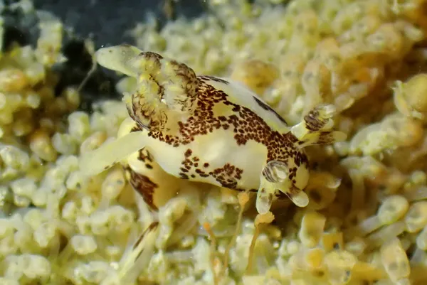 Ancula lentiginosa, munching on Pedicellina newberryi
