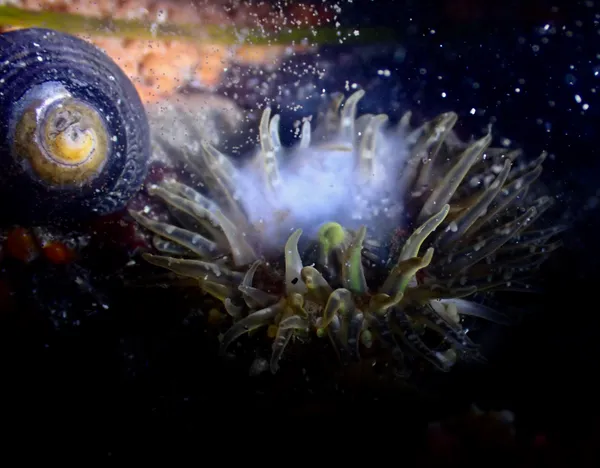 Anthopleura artemisia; spawning- the white cloud- eggs are from someone else.