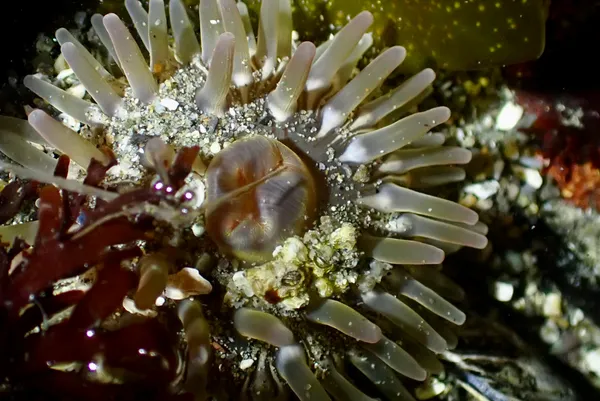 Pacific stubby rose anemone