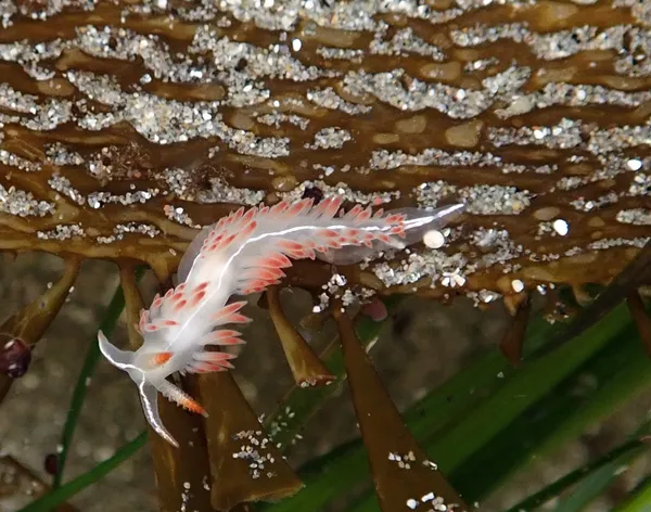 Orienthella trilineata