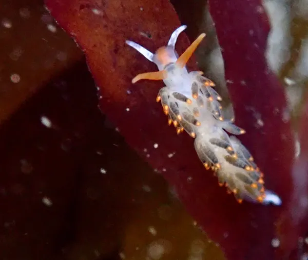 Diaphoreolis lagunae