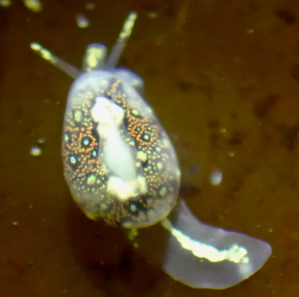 Granulina margaritula