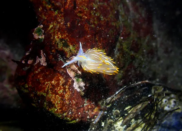 Hermissenda crassicornis