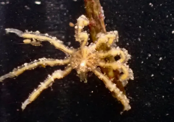 Tanystylum californicum (maybe)