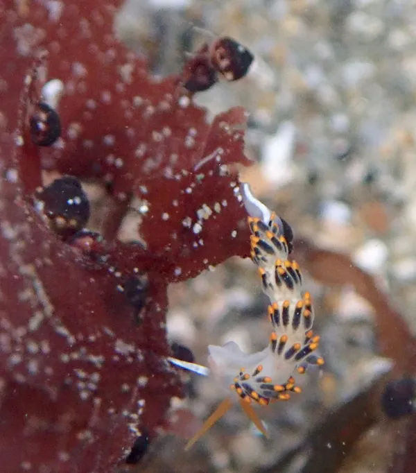 Diaphoreolis lagunae