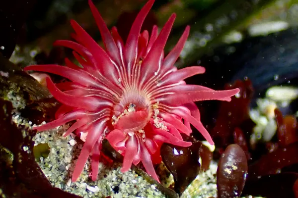 white-spotted rose anemone