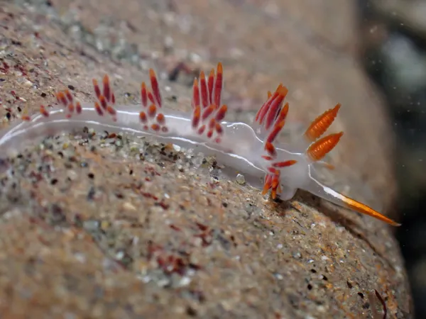 Orienthella trilineata