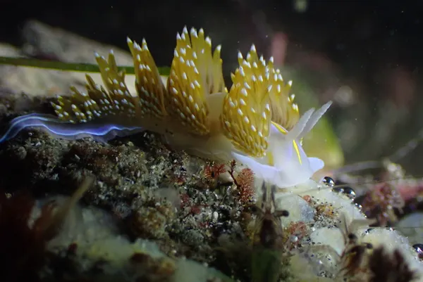 Hermissenda opalescens