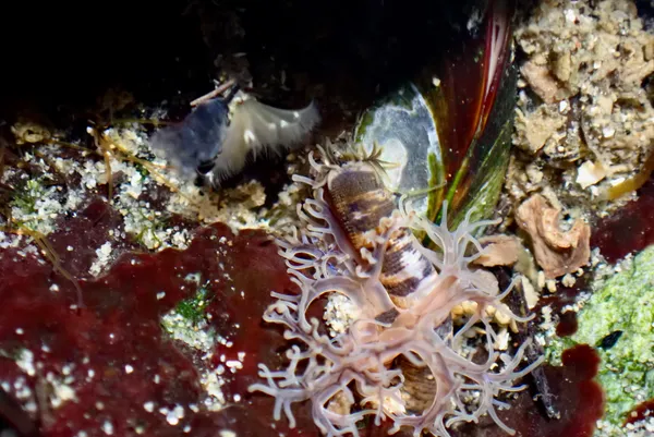 four worm species in one- see tentacles coming in from the left