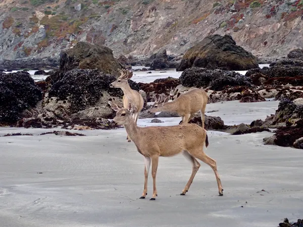 tidepooling with friends