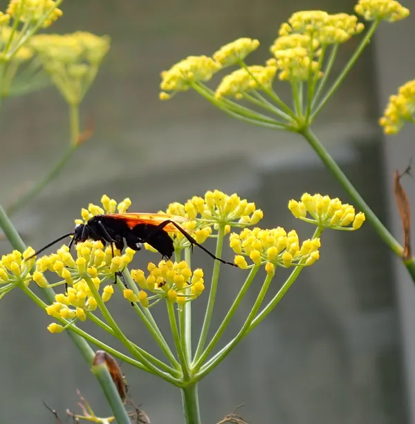 tarantula hawk wasp