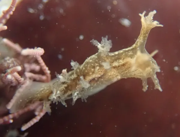 Dendronotus subramoses