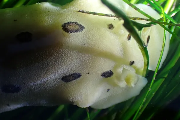 Dialula sandiegensis