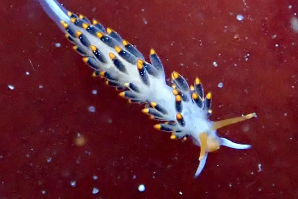 Diaphoreolis lagunae