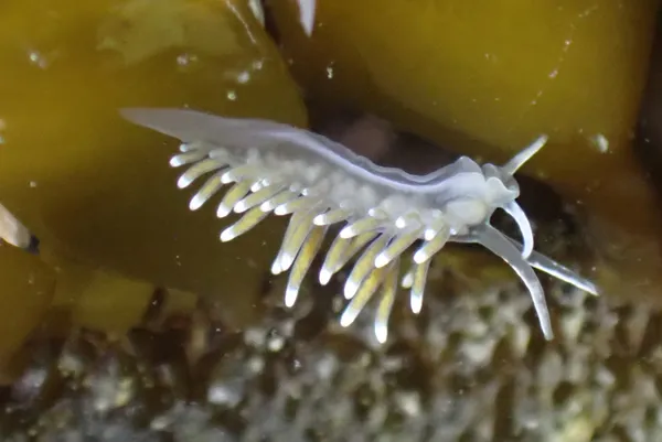 Cuthonella cocoachroma