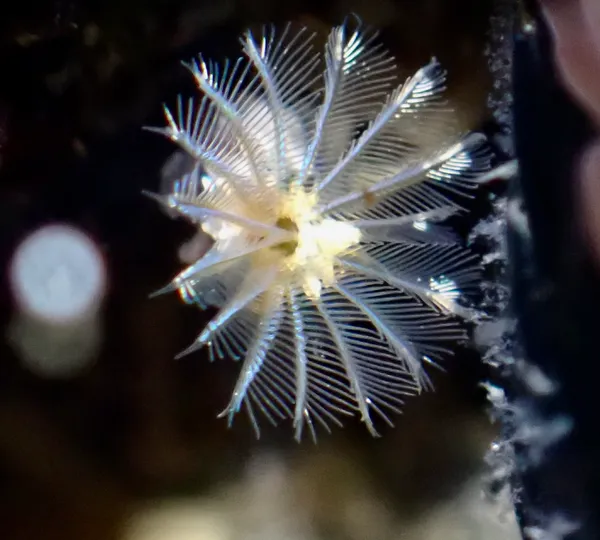 Paradialychone ecaudata