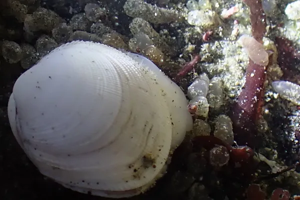 Pacific little-neck clam
