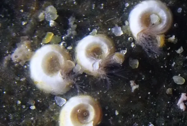 spiral tube worms