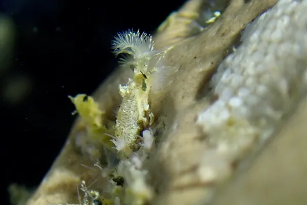 feather-duster worm