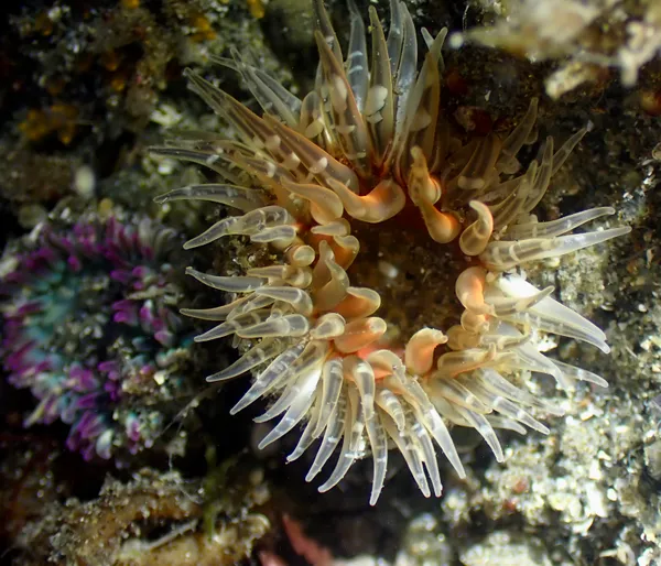 Anthopleura artemisia