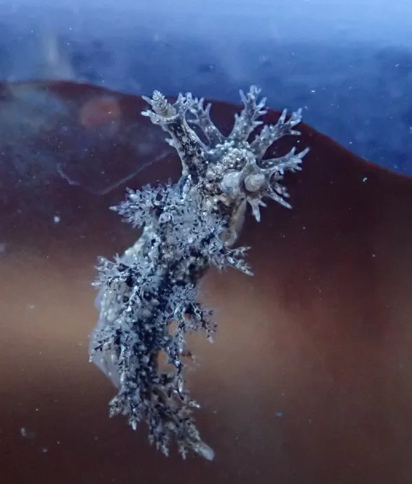 Equisetum; horsetail