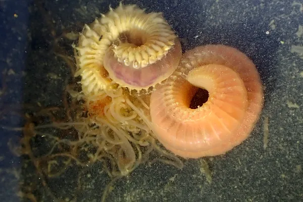 Thelepus; thanks to L. Harris for ID