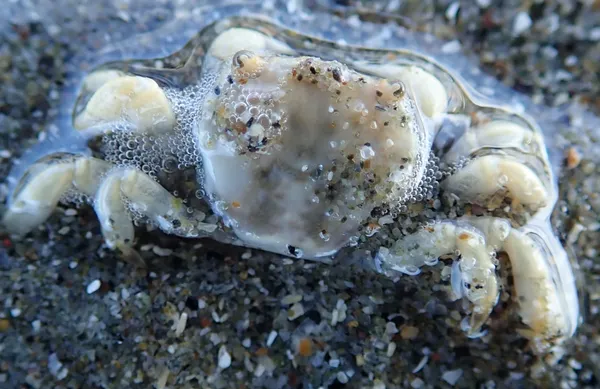 tiny crab; less than 1 in. toe to toe