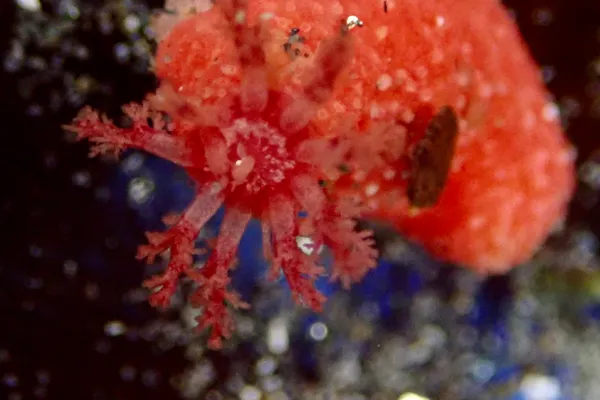 Lissothuria nutriens