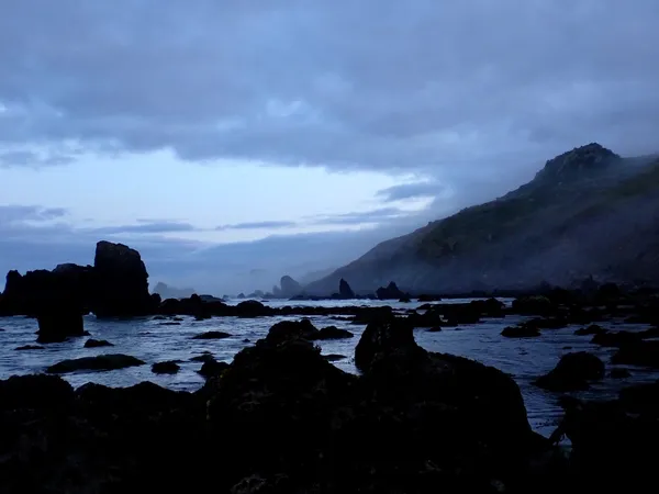 Marine life photograph