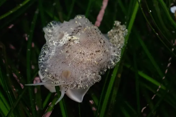 Lamellaria diegoensis (maybe)