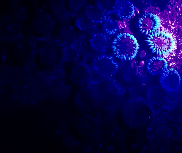 fluorescing anemones