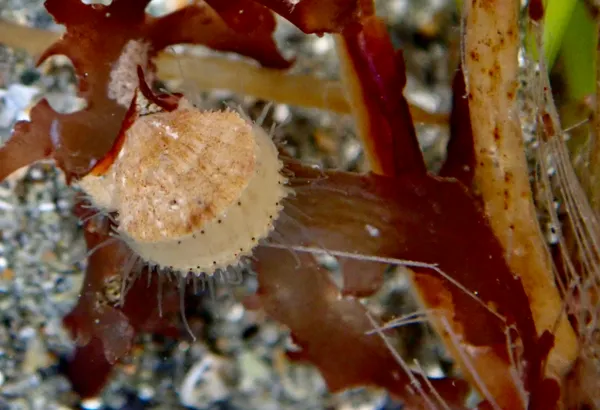 Crassadoma gigantea- which is a little silly, since it was 1/2''