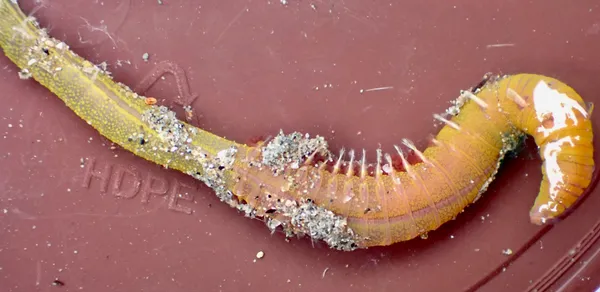 Abarenicola pacifica