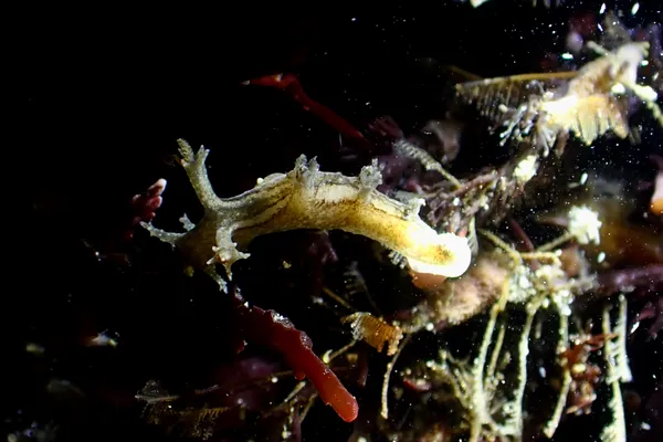 Dendronotus subramosus