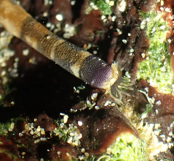 Phascolosoma agassizii