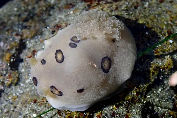 Dialula sandiegensis