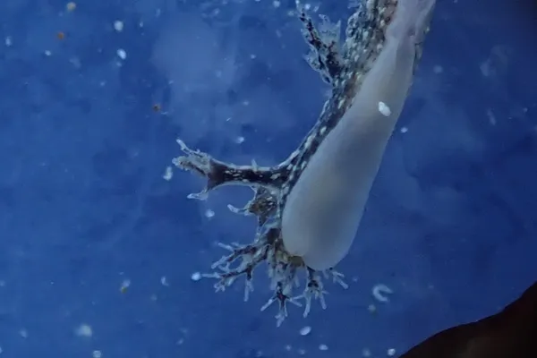 Dendronotus venustus