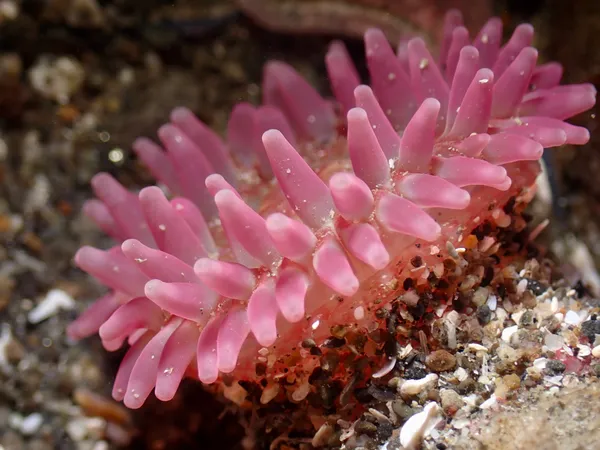 Pacific stubby rose anemone
