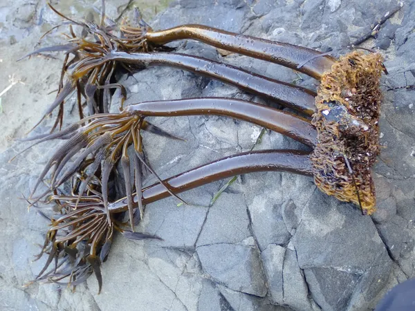 Sea  palm, and something living in its holdfast