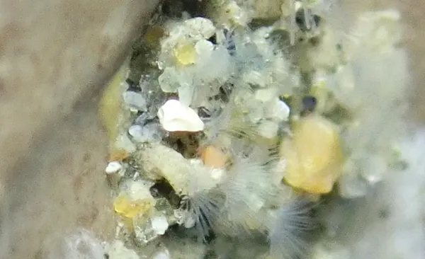 Paradialychone ecaudata