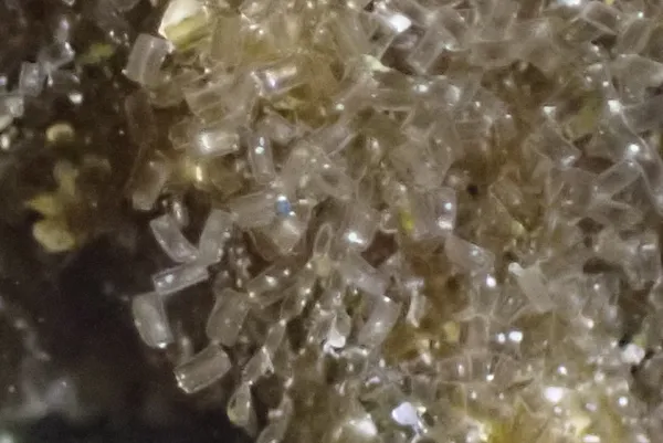 Diatom; thanks to H. Fulton-Bennett for possible ID