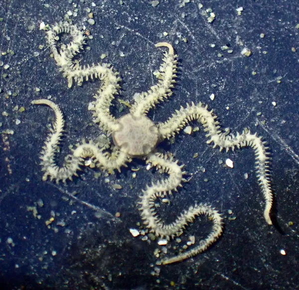 dwarf brittle star