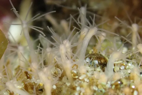 Schuchertinia milleri